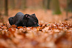 young American Staffordshire Terrier