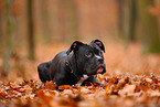 young American Staffordshire Terrier
