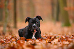 young American Staffordshire Terrier