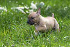 American Staffordshire Terrier puppy