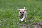 American Staffordshire Terrier puppy