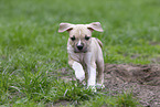 American Staffordshire Terrier puppy