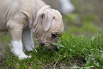 American Staffordshire Terrier puppy