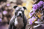 American Staffordshire Terrier