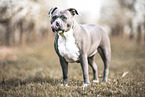 American Staffordshire Terrier