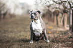 American Staffordshire Terrier