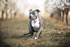 American Staffordshire Terrier