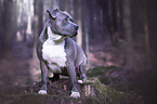 American Staffordshire Terrier