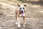 American Staffordshire Terrier