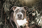 American Staffordshire Terrier