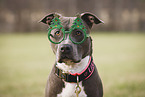 American Staffordshire Terrier Portrait