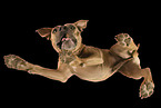 adult American Staffordshire Terrier