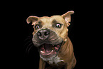 adult American Staffordshire Terrier