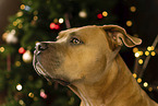 American Staffordshire Terrier at christmas