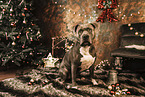 American Staffordshire Terrier at christmas
