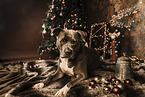 American Staffordshire Terrier at christmas