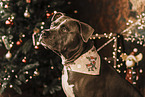 American Staffordshire Terrier at christmas