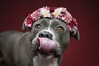 American Staffordshire Terrier