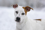 American Staffordshire Terrier