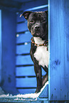 American Staffordshire Terrier