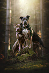 American Staffordshire Terrier and American Bully