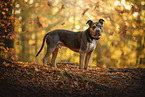 American Staffordshire Terrier