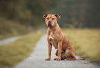 American Staffordshire Terrier