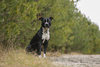 American Staffordshire Terrier