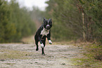 American Staffordshire Terrier