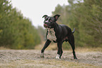 American Staffordshire Terrier
