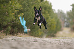 American Staffordshire Terrier