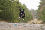 American Staffordshire Terrier
