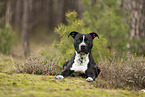 American Staffordshire Terrier
