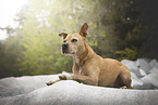 American Staffordshire Terrier