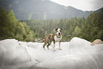 American Staffordshire Terrier