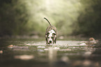 American Staffordshire Terrier