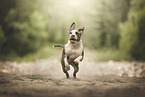 American Staffordshire Terrier