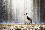 American Staffordshire Terrier