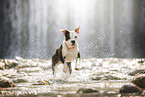 American Staffordshire Terrier