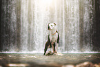 American Staffordshire Terrier