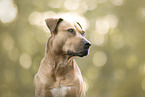 American Staffordshire Terrier
