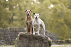 American Staffordshire Terrier