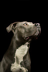 American Staffordshire Terrier