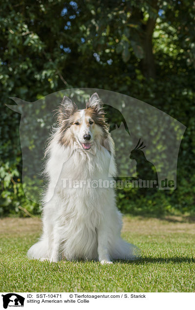 sitting American white Collie / SST-10471