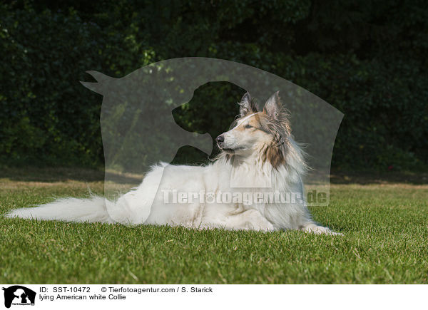 lying American white Collie / SST-10472