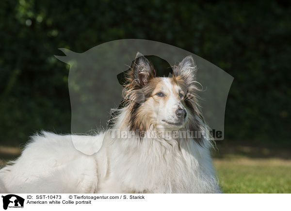 American white Collie portrait / SST-10473