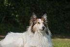 American white Collie portrait