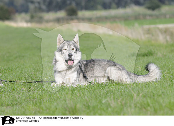 american wolfdog / AP-06978