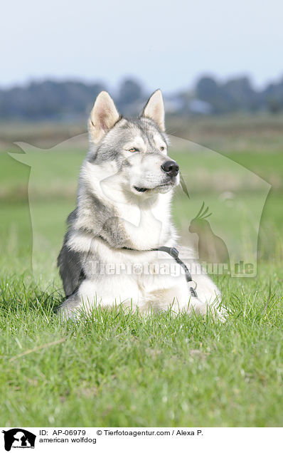 Amerikanischer Wolfshund / american wolfdog / AP-06979
