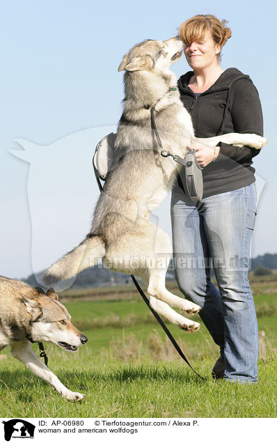 Frau und Amerikanische Wolfshunde / woman and american wolfdogs / AP-06980